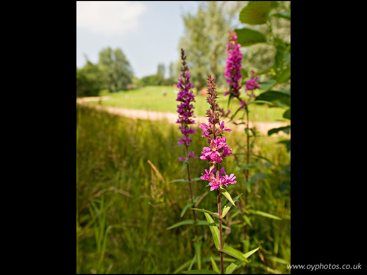 Marsh Woundwort